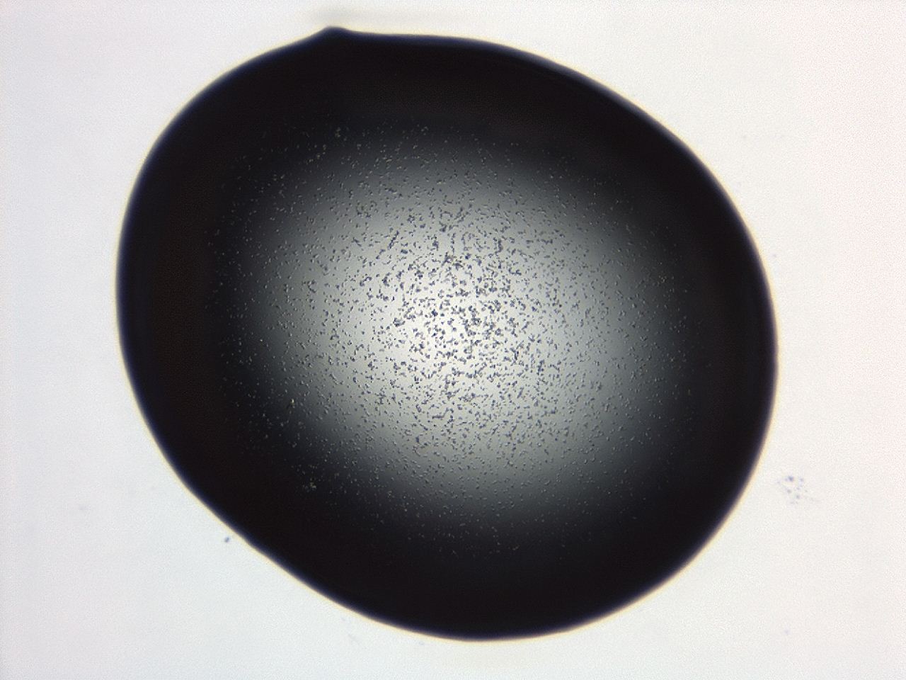 04g7_C8_ImagerDefaults_0.jpg
