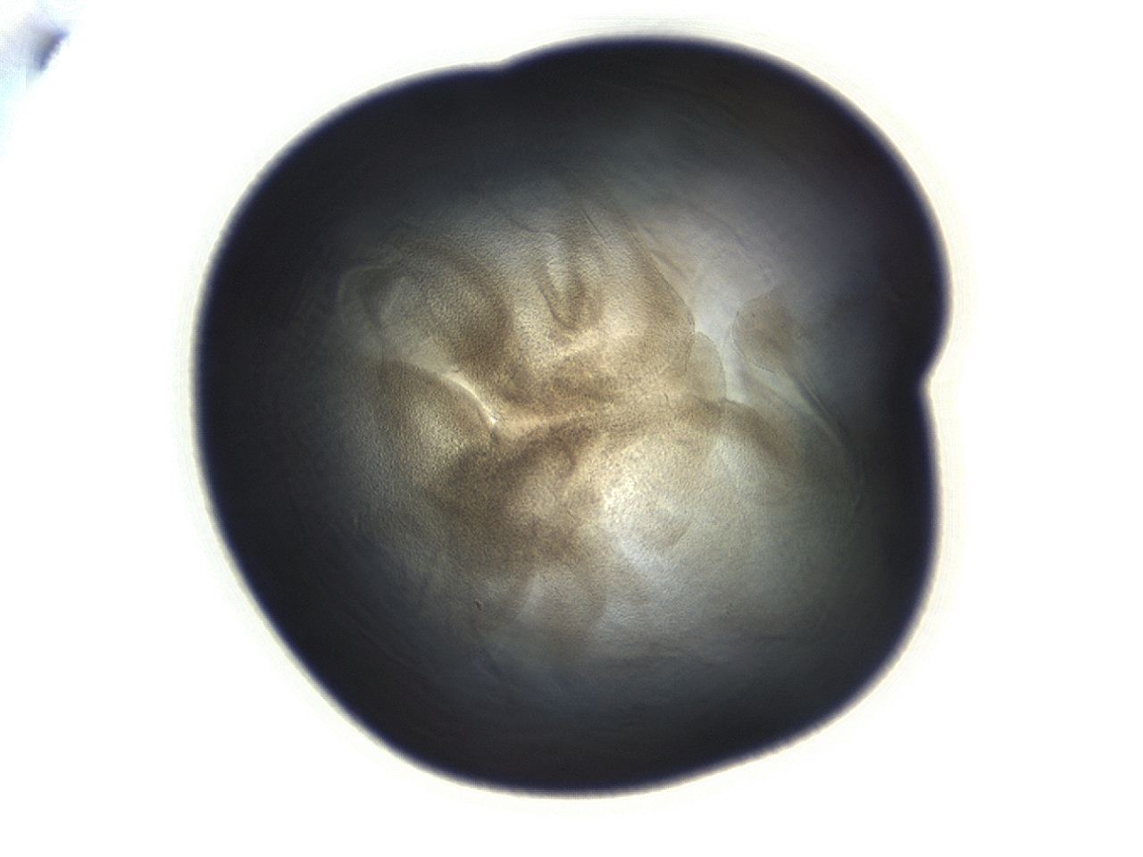 04g7_H11_ImagerDefaults_3.jpg