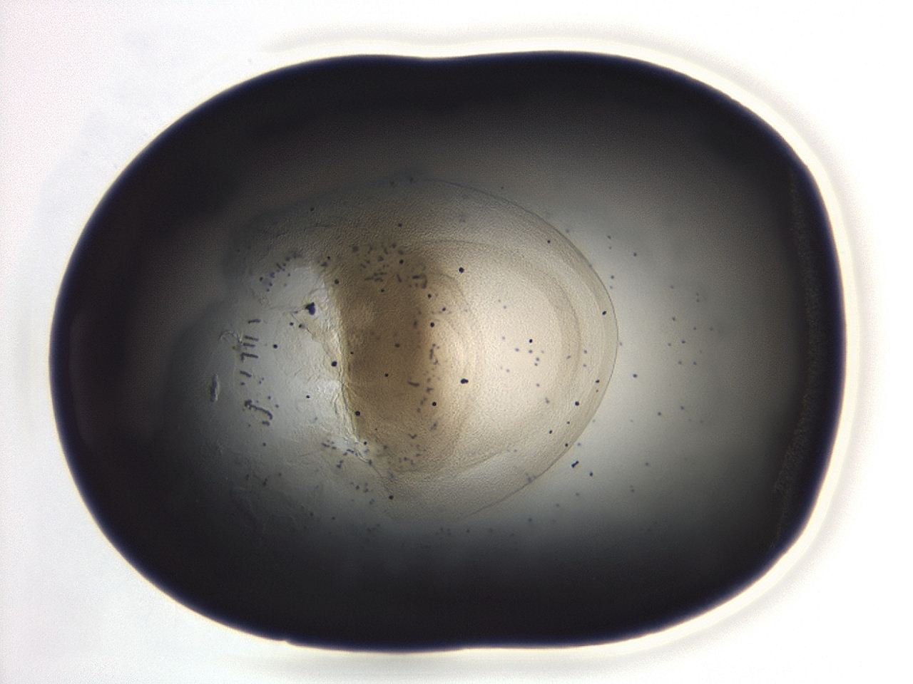 04g9_A12_ImagerDefaults_3.jpg