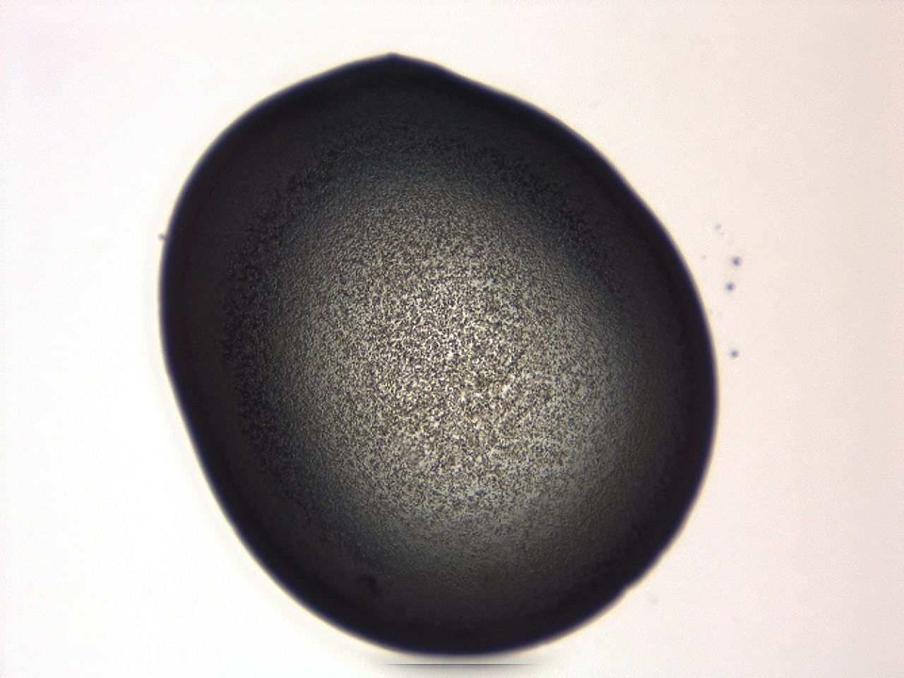 04g9_A4_ImagerDefaults_3.jpg