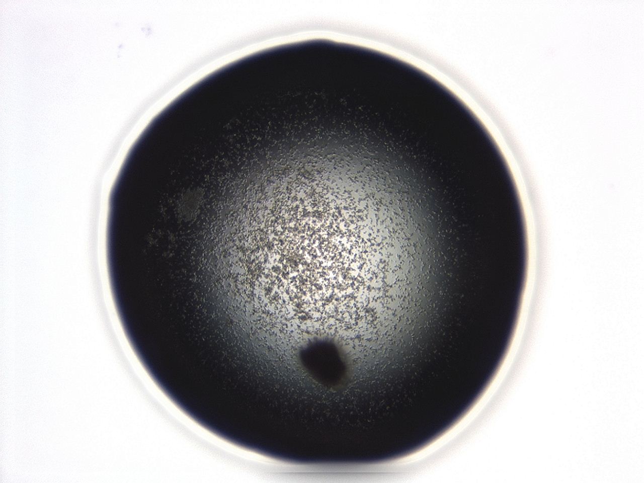04g9_D2_ImagerDefaults_3.jpg