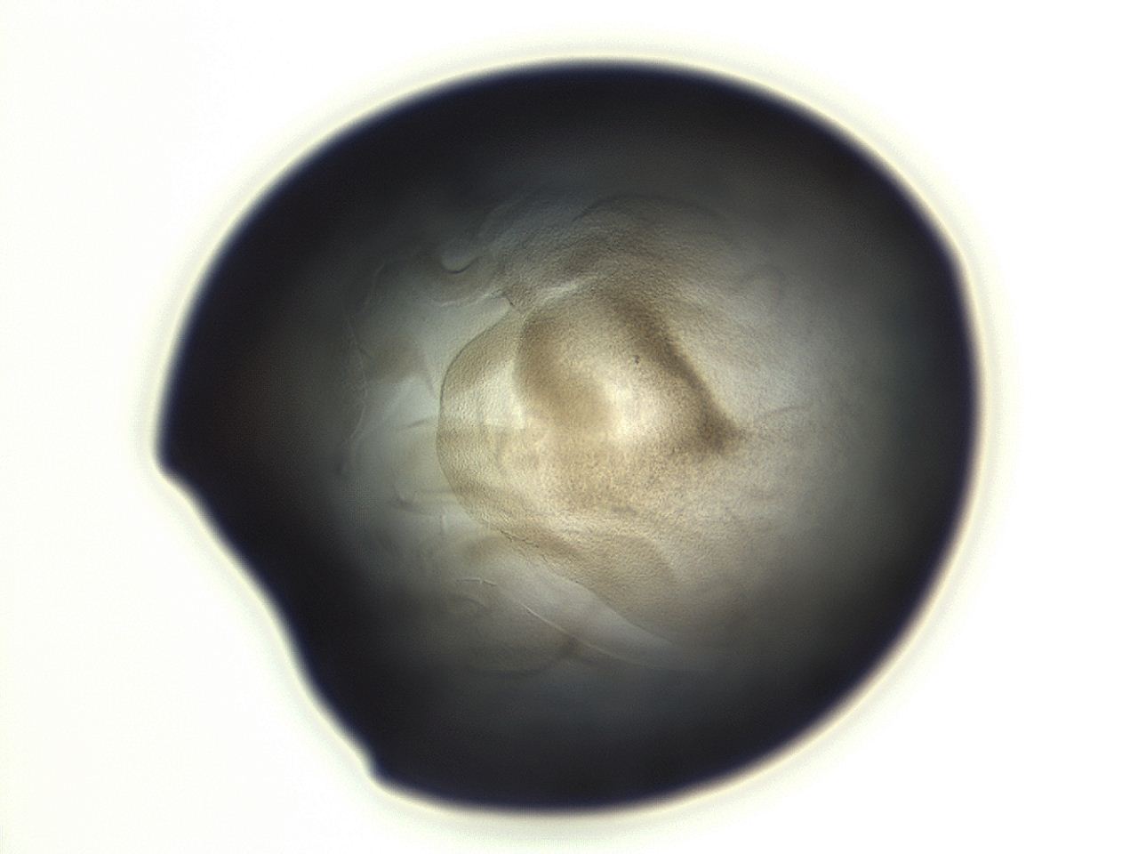 04g9_H11_ImagerDefaults_3.jpg