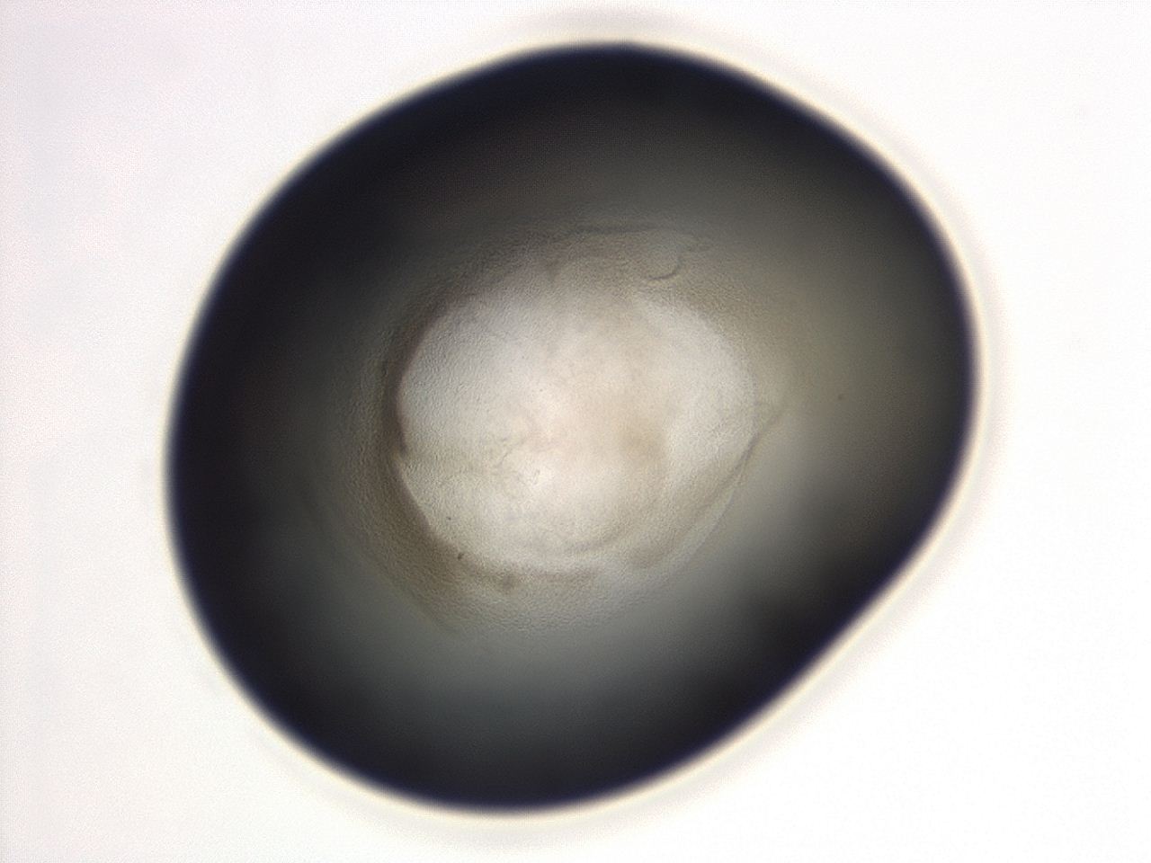 04ga_F12_ImagerDefaults_3.jpg