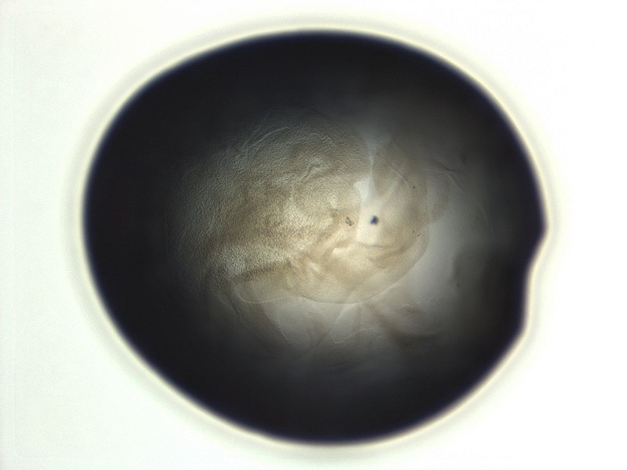 04ga_H11_ImagerDefaults_3.jpg