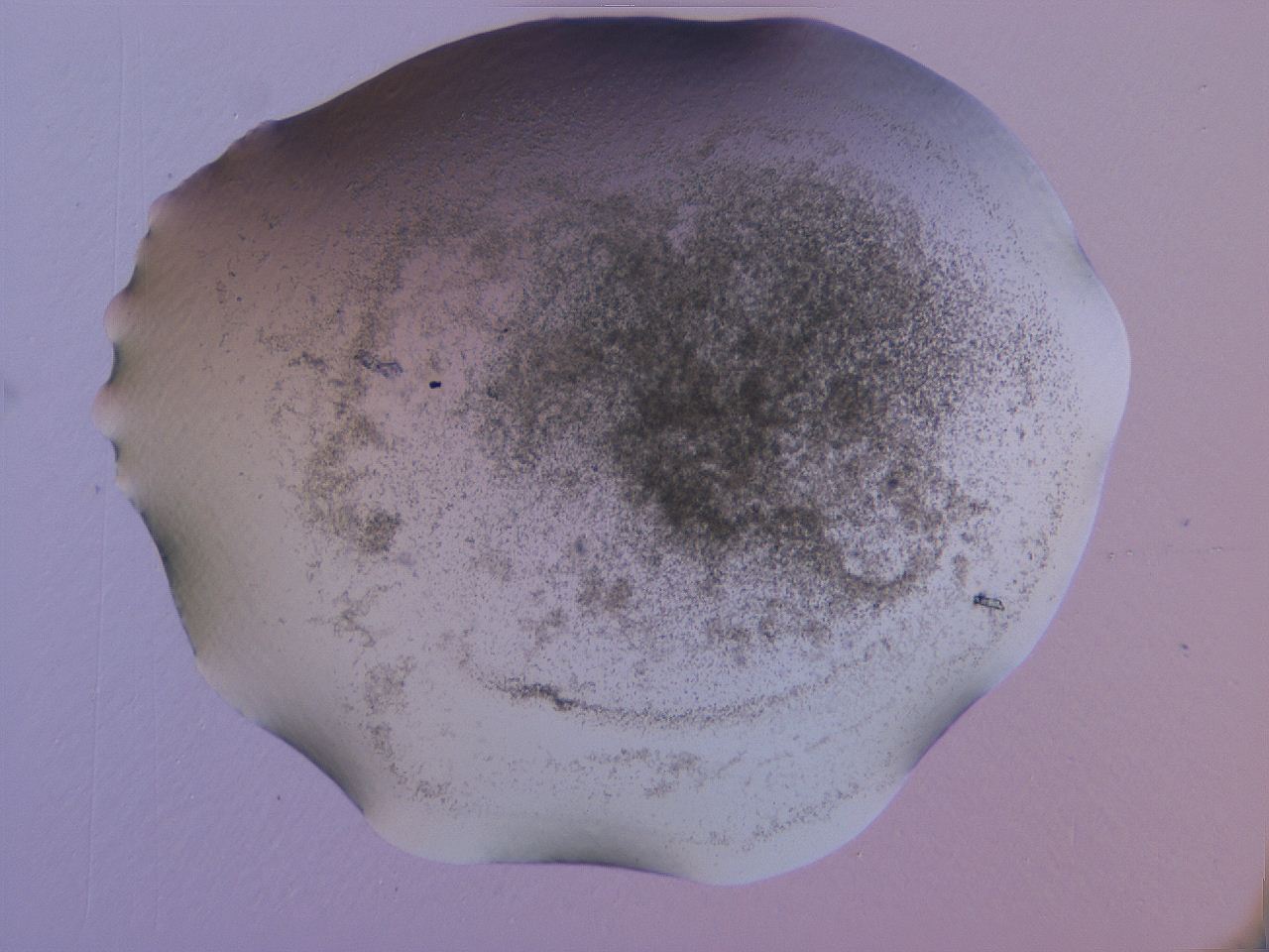 04gb_D2_ImagerDefaults_3.jpg