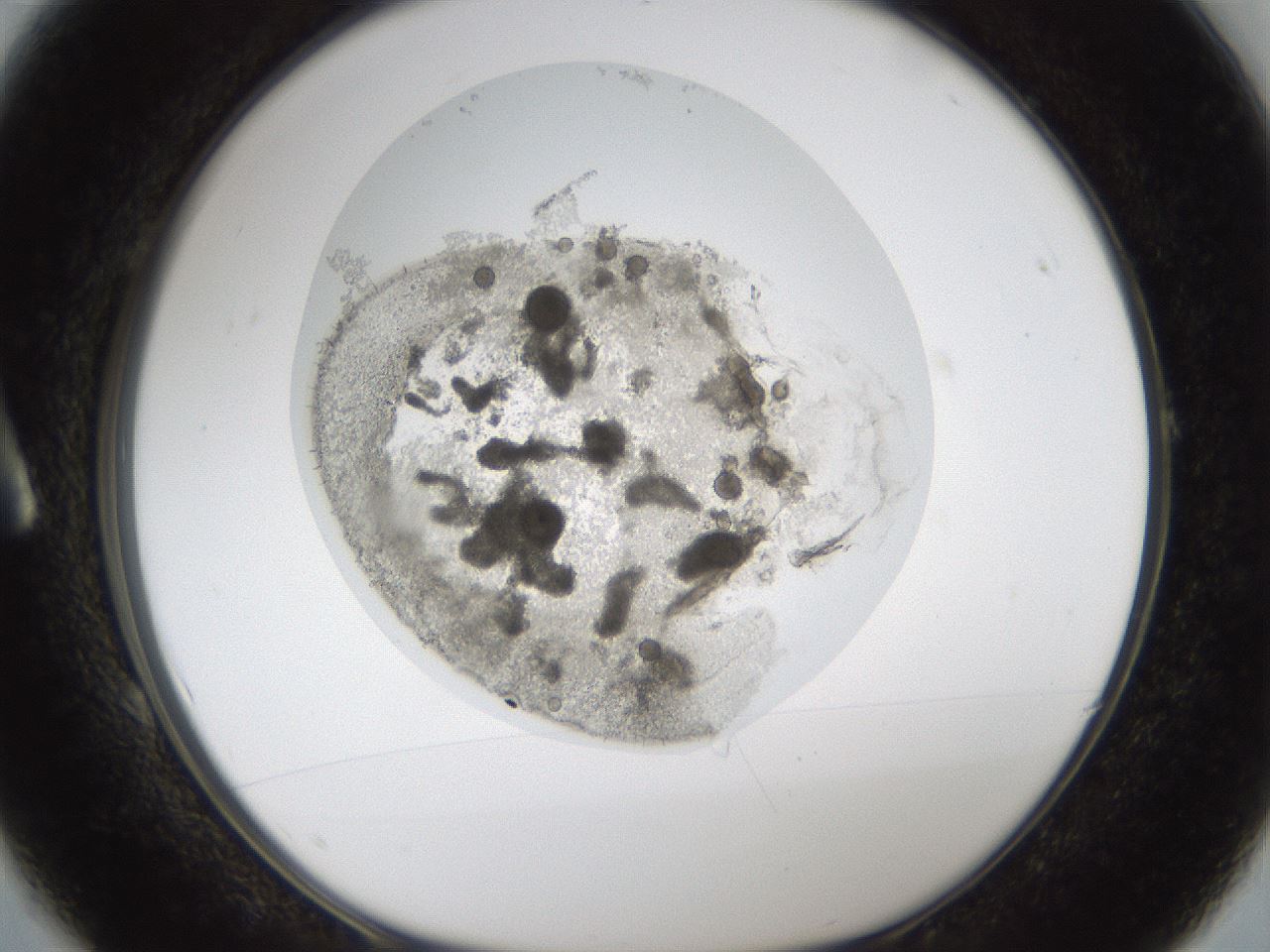folderID79_plateID1079_batchID3158_wellNum1_profileID1_d1_r50677_ef.jpg