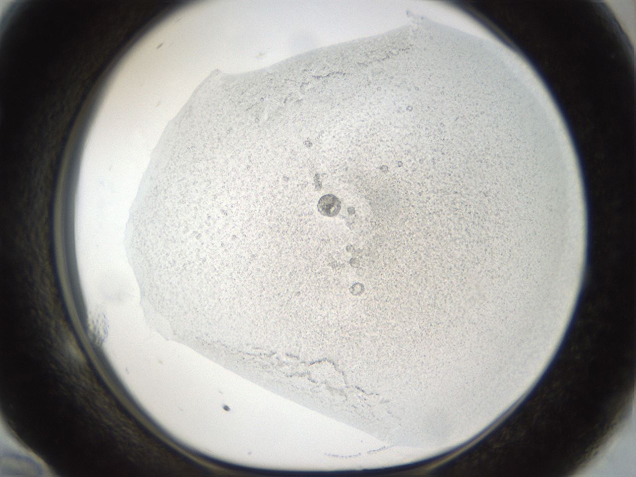 folderID860_plateID860_batchID1076_wellNum58_profileID1_d1_r30465_ef.jpg