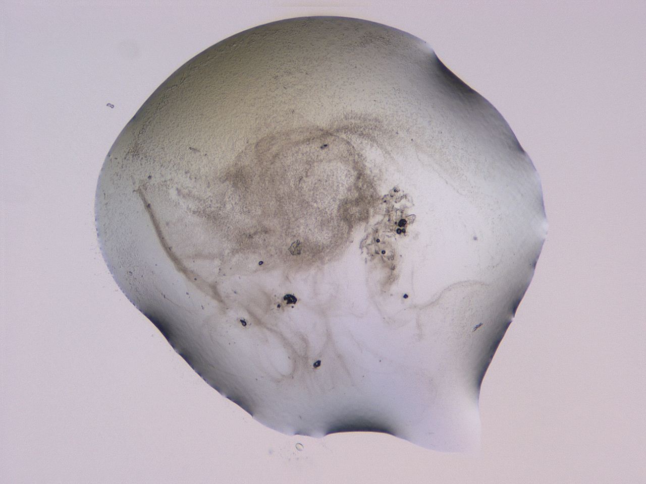 04gd_D6_ImagerDefaults_3.jpg