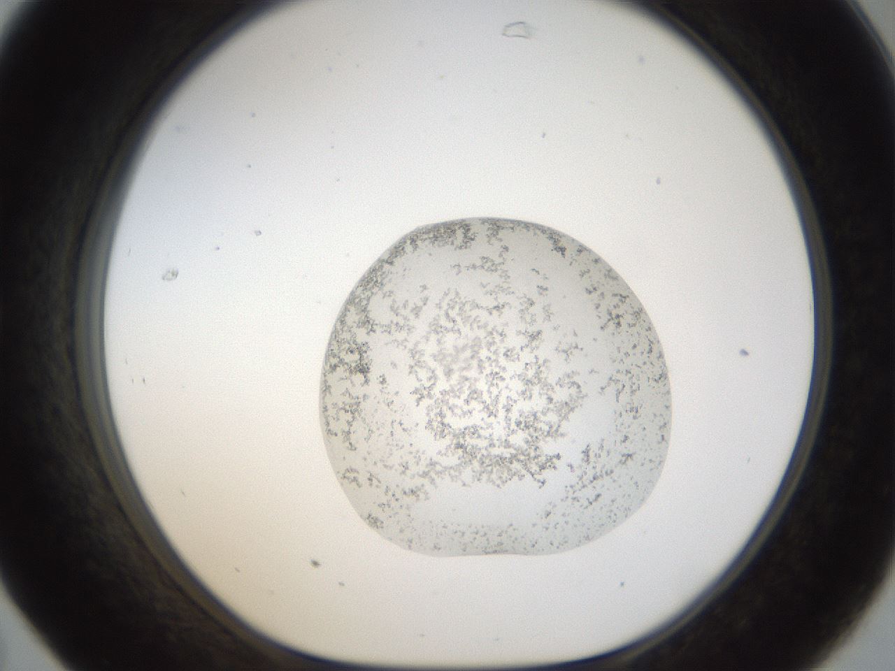 folderID939_plateID939_batchID1290_wellNum31_profileID1_d1_r35073_ef.jpg