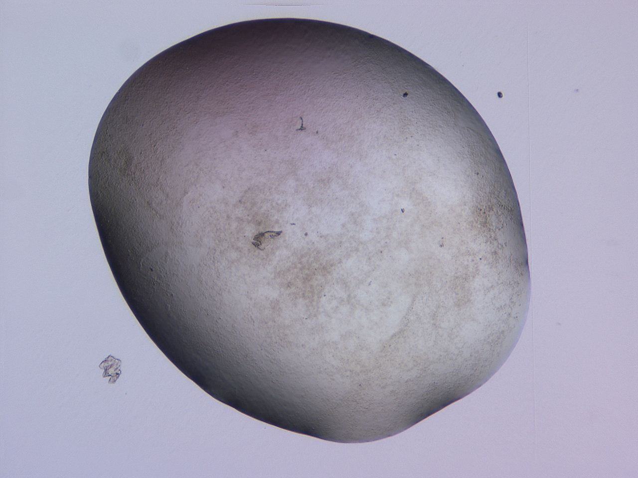 04ge_D5_ImagerDefaults_3.jpg