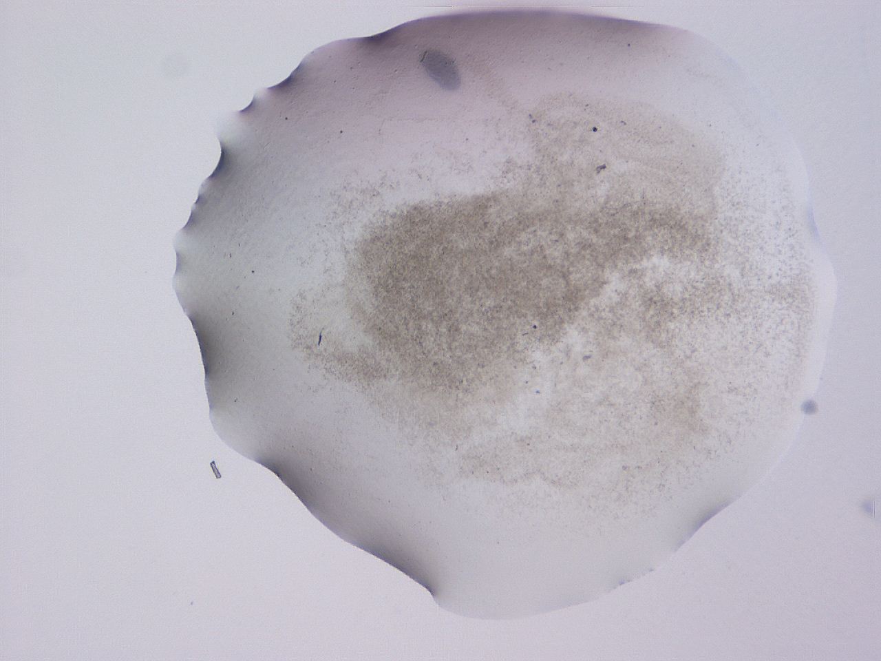 04ge_D11_ImagerDefaults_3.jpg
