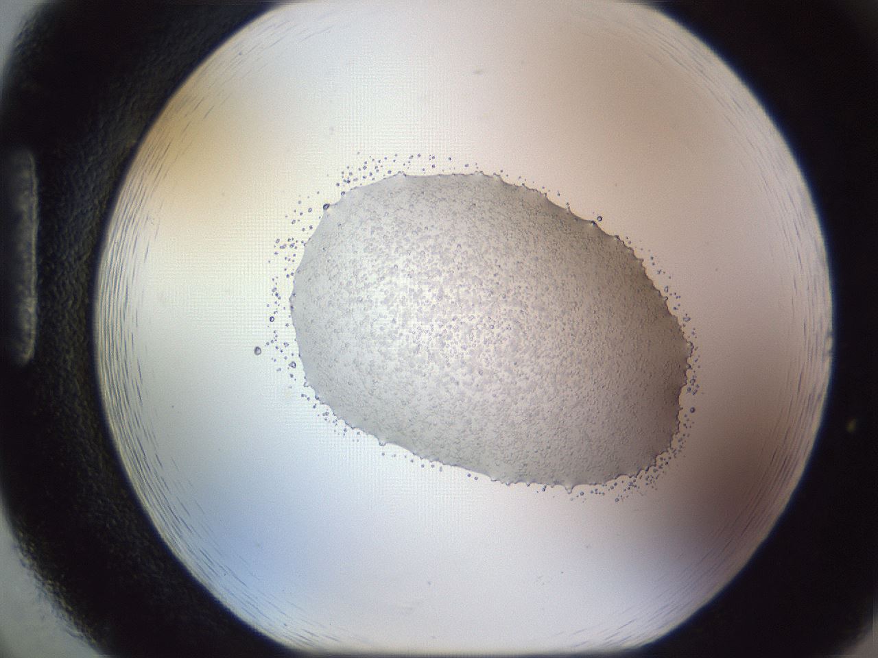 folderID958_plateID1958_batchID8576_wellNum86_profileID1_d1_r133888_ef.jpg