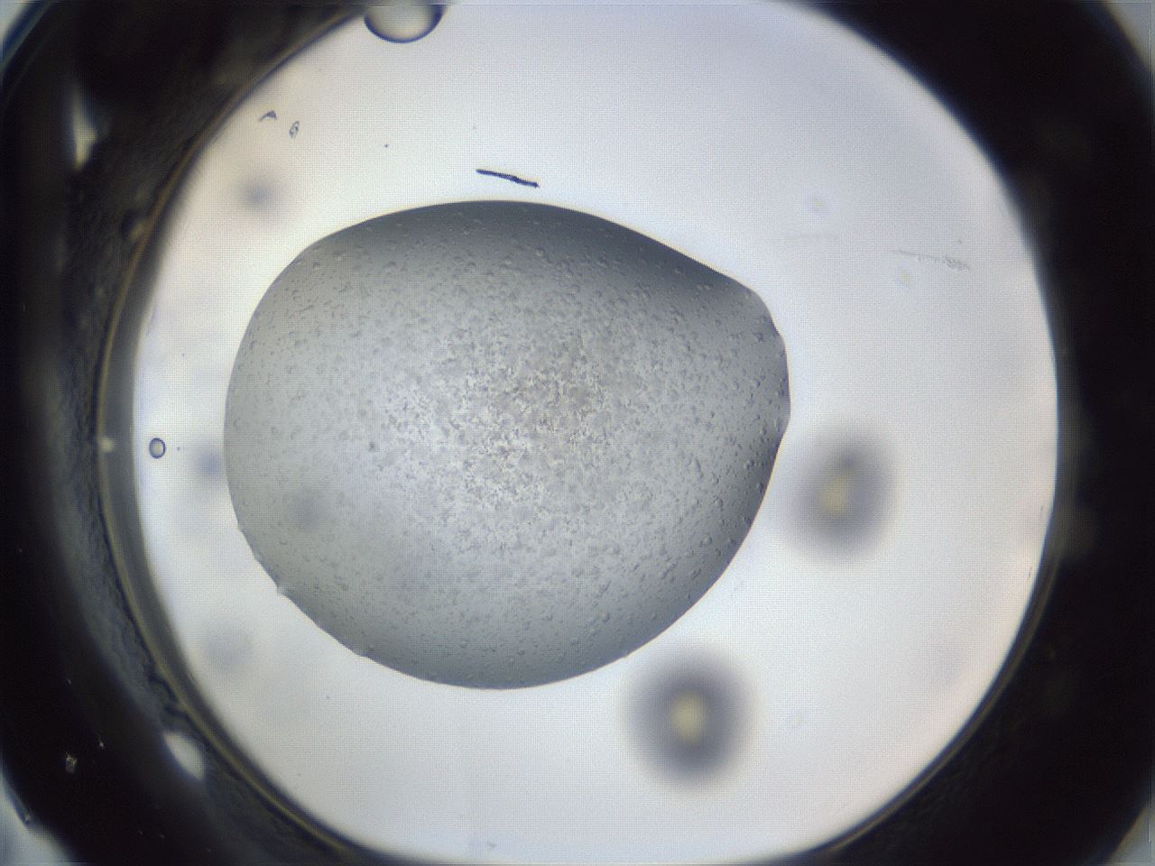 folderID965_plateID965_batchID1574_wellNum71_profileID1_d1_r37636_ef.jpg