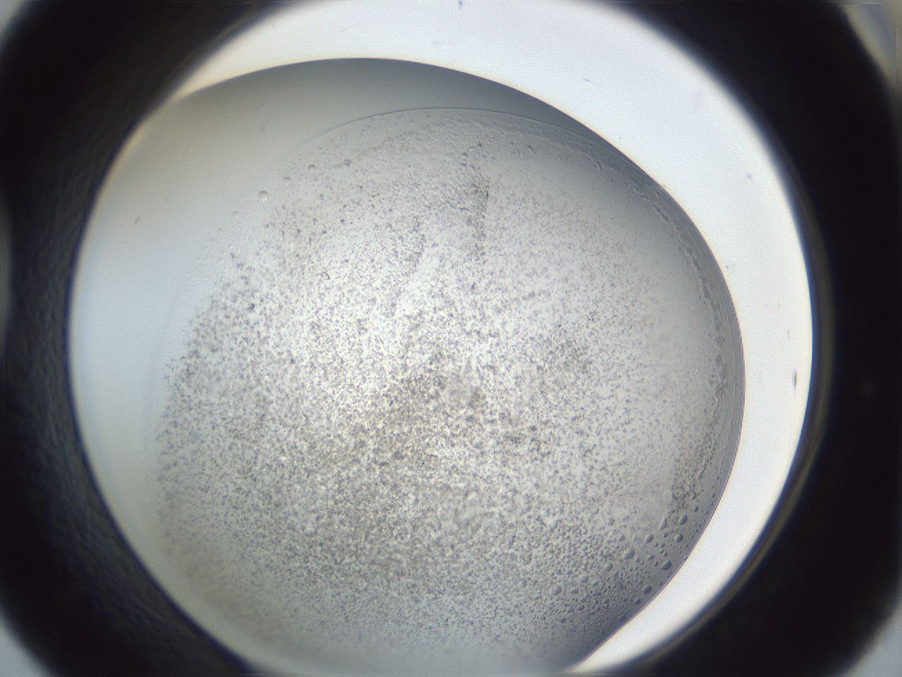 folderID966_plateID966_batchID1465_wellNum42_profileID1_d1_r37703_ef.jpg