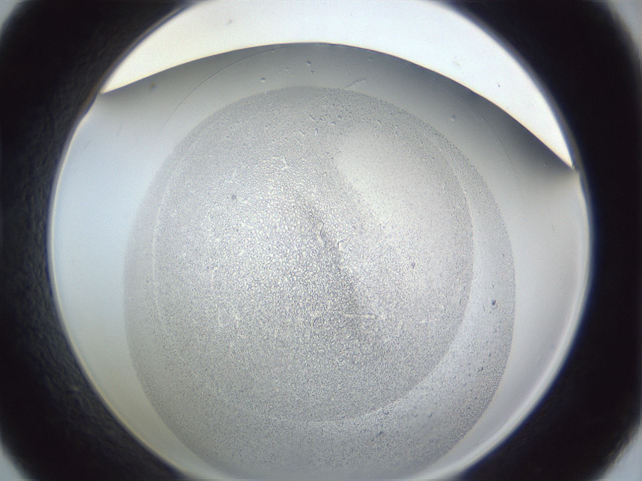 folderID966_plateID966_batchID1529_wellNum21_profileID1_d1_r37682_ef.jpg