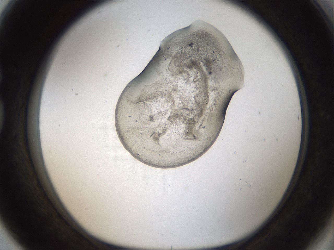 folderID96_plateID2096_batchID9085_wellNum80_profileID1_d1_r140185_ef.jpg