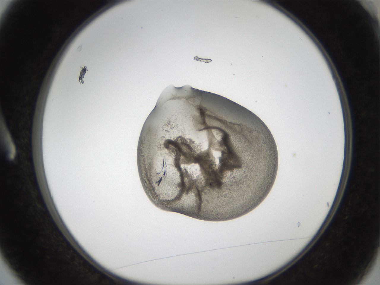 folderID96_plateID2096_batchID9451_wellNum3_profileID1_d1_r140108_ef.jpg