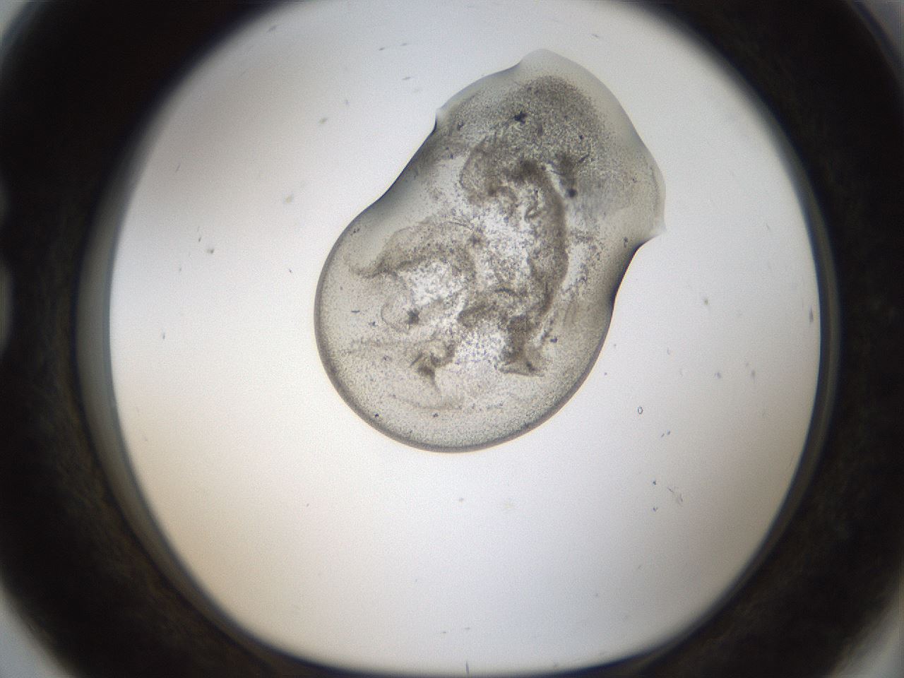 folderID96_plateID2096_batchID9451_wellNum80_profileID1_d1_r140185_ef.jpg