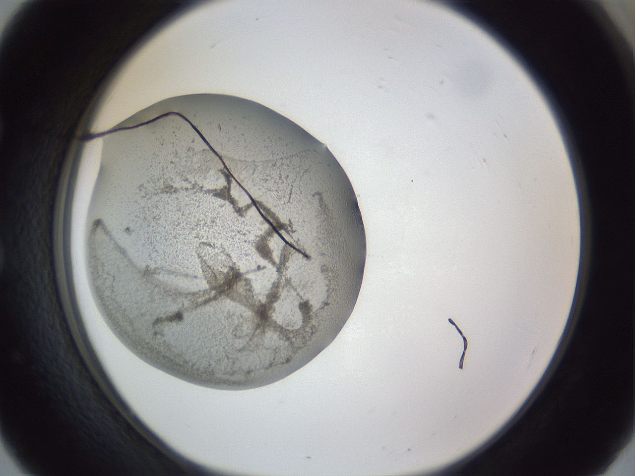 folderID971_plateID971_batchID1558_wellNum51_profileID1_d1_r38360_ef.jpg