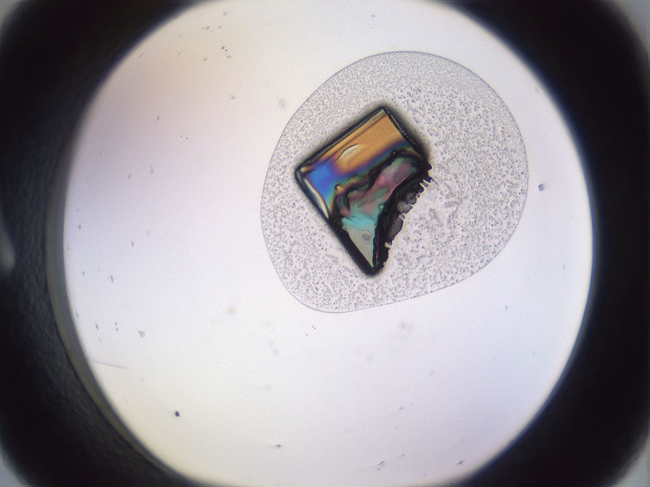folderID972_plateID1972_batchID8604_wellNum8_profileID1_d1_r131812_ef.jpg