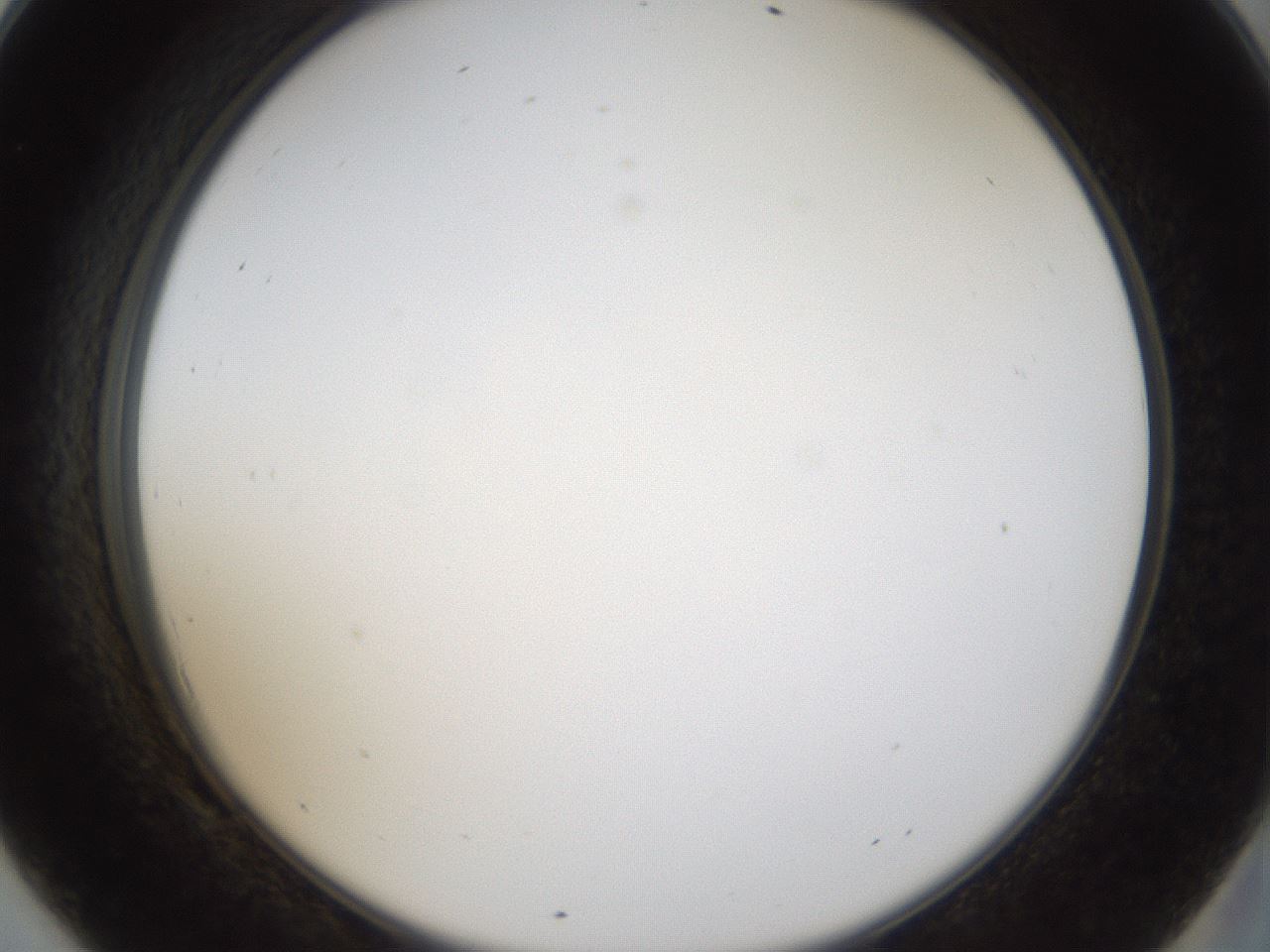 folderID974_plateID1974_batchID8613_wellNum69_profileID1_d2_r133663_ef.jpg