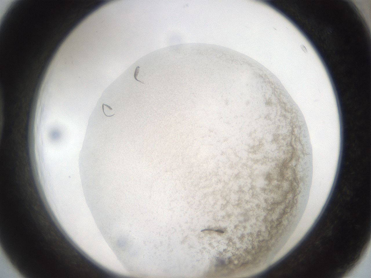 folderID975_plateID1975_batchID8607_wellNum39_profileID1_d1_r132450_ef.jpg