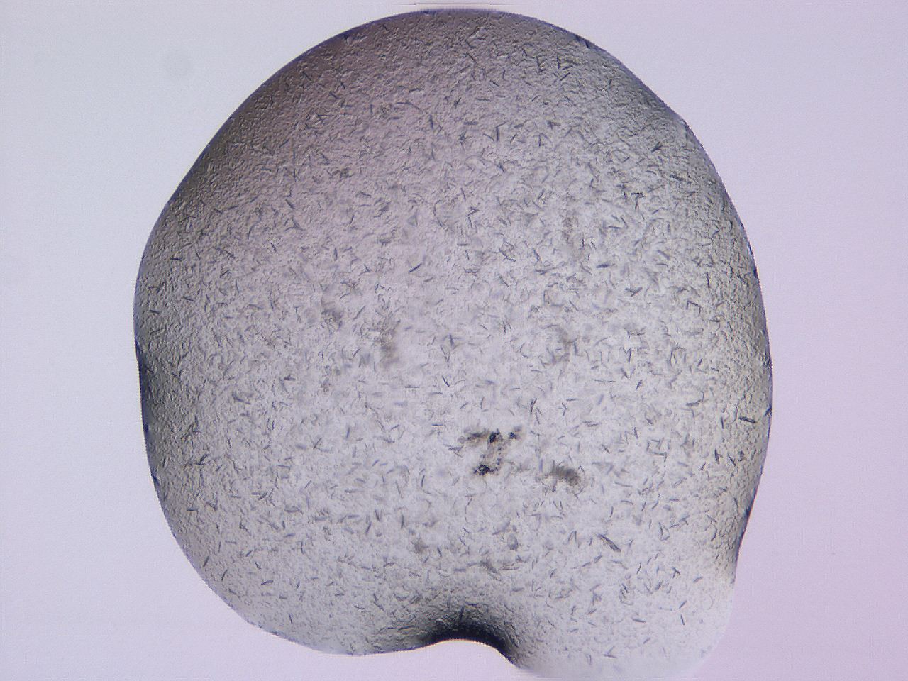 04gg_D11_ImagerDefaults_9.jpg