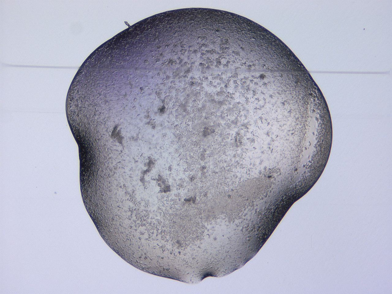 04gh_D5_ImagerDefaults_9.jpg