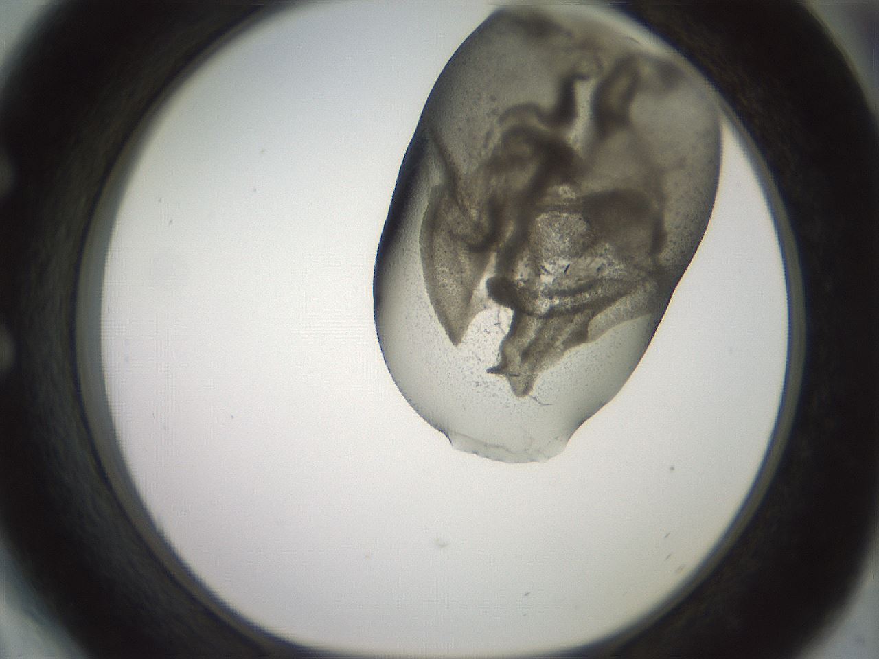 folderID982_plateID1982_batchID8451_wellNum54_profileID1_d1_r129535_ef.jpg