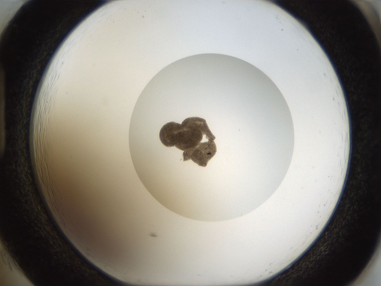folderID981_plateID981_batchID1624_wellNum85_profileID1_d1_r38562_ef.jpg
