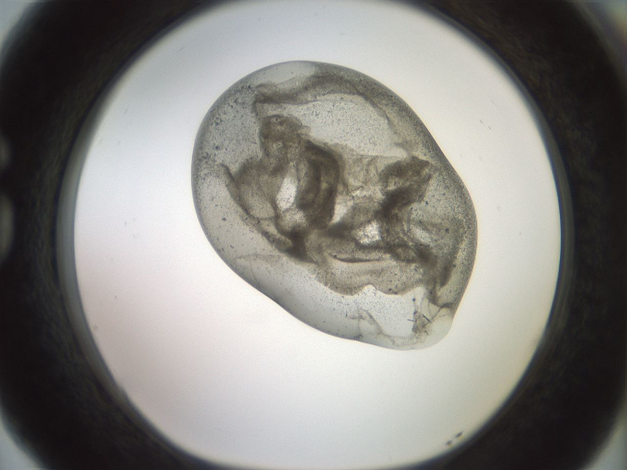 folderID982_plateID1982_batchID8451_wellNum77_profileID1_d1_r129558_ef.jpg