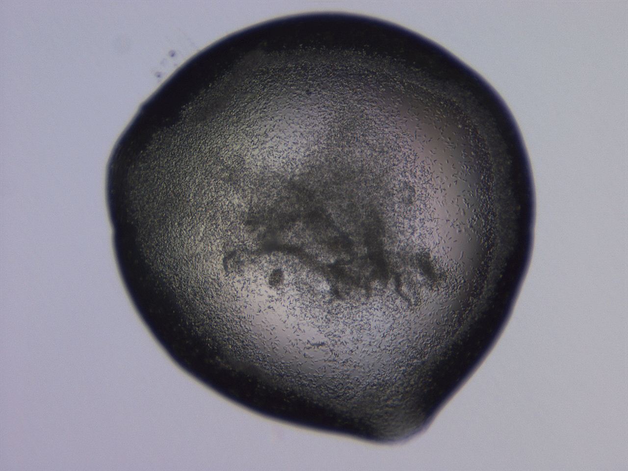 04gh_G12_ImagerDefaults_3.jpg