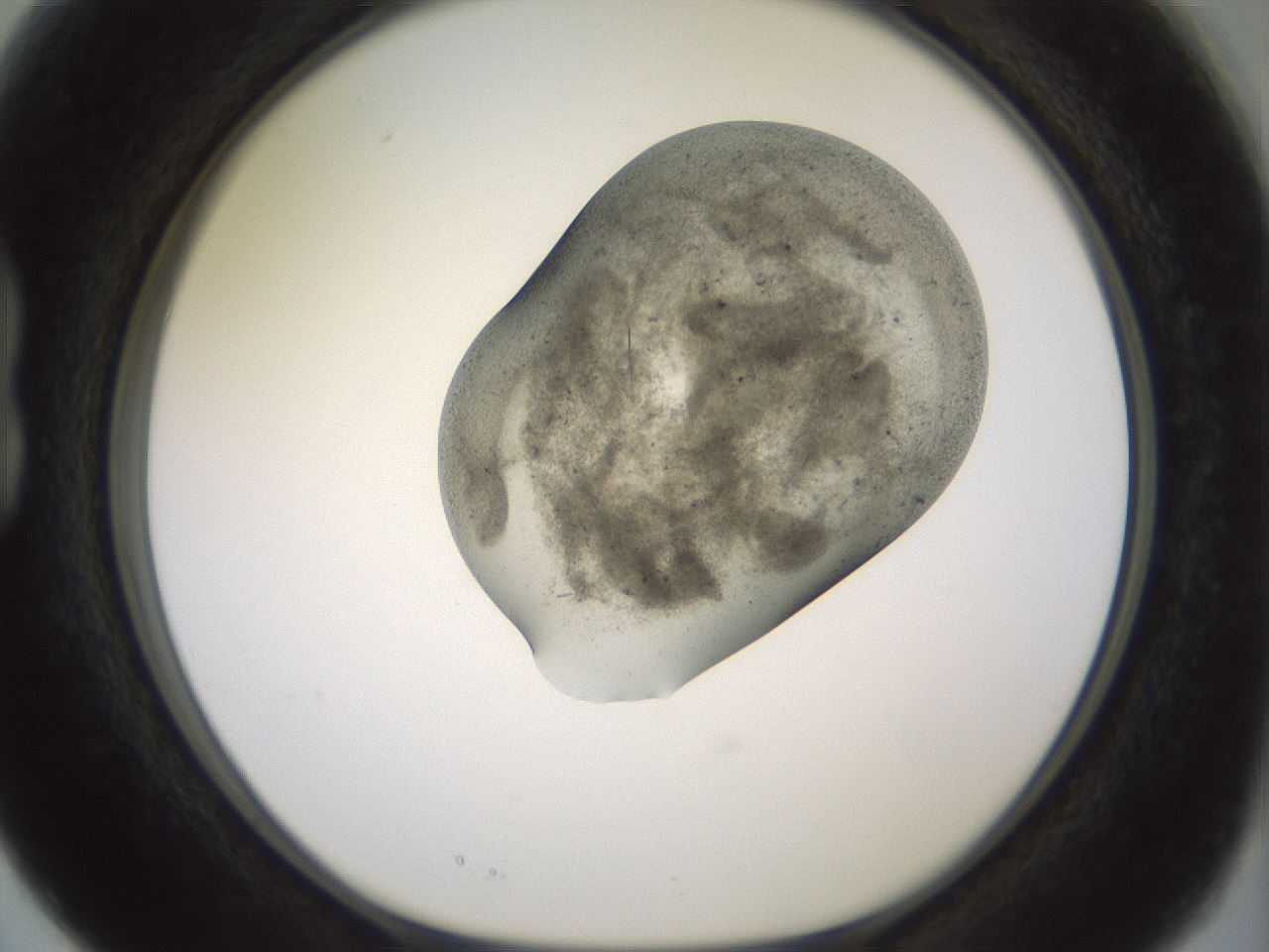 folderID983_plateID1983_batchID8450_wellNum15_profileID1_d1_r129400_ef.jpg