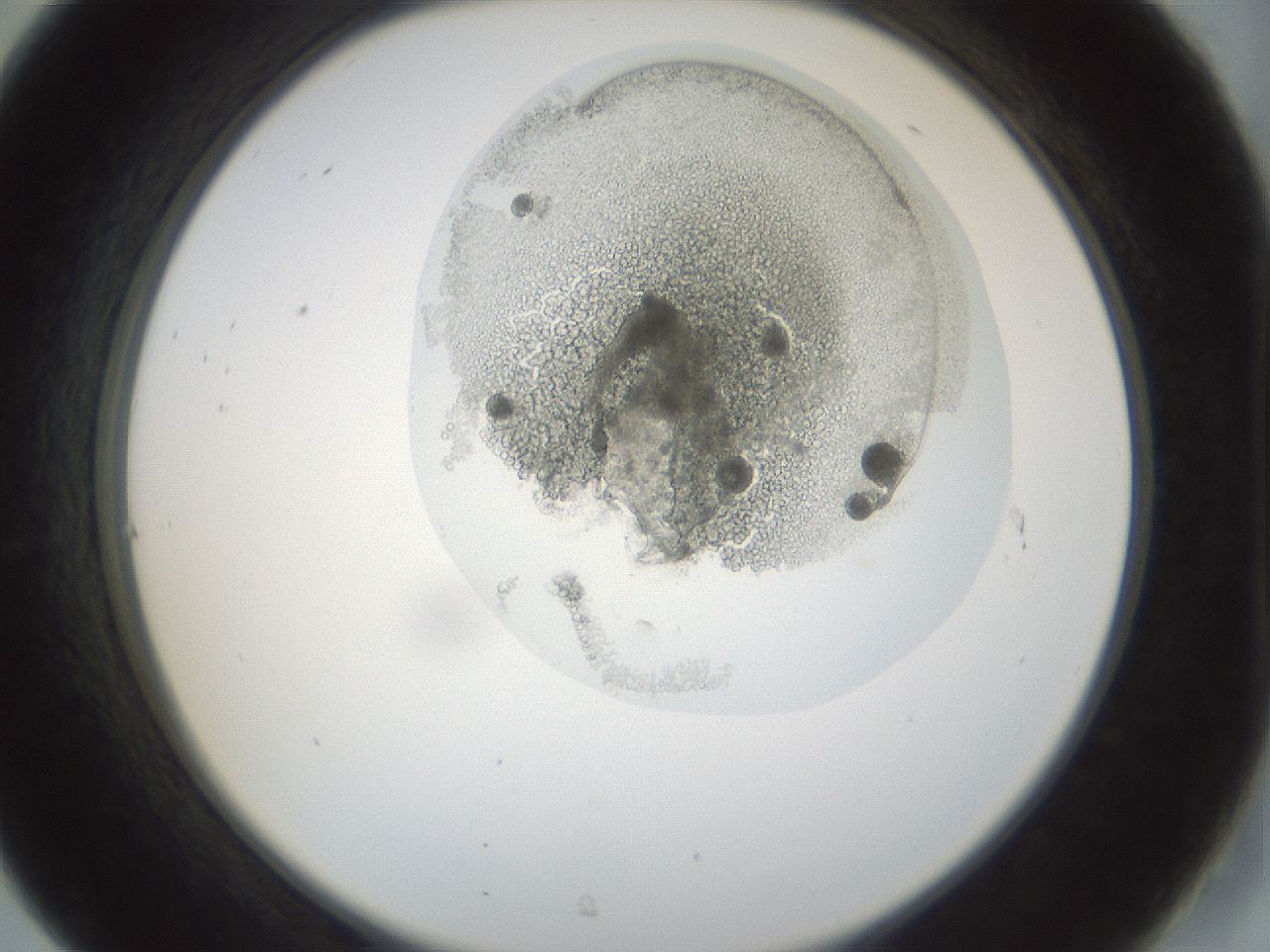 folderID986_plateID986_batchID1490_wellNum31_profileID1_d2_r39415_ef.jpg