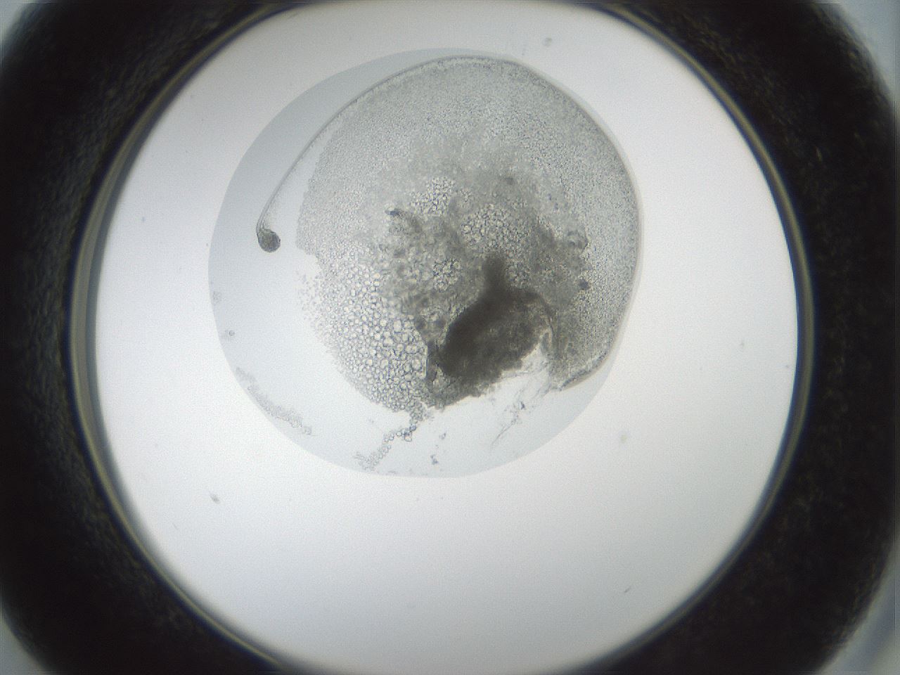 folderID986_plateID986_batchID1632_wellNum13_profileID1_d2_r39379_ef.jpg