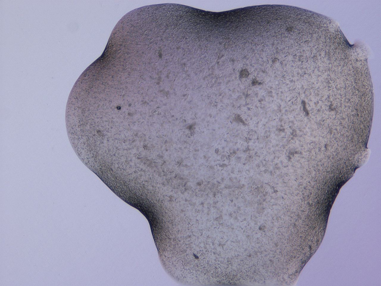 04gi_D2_ImagerDefaults_9.jpg