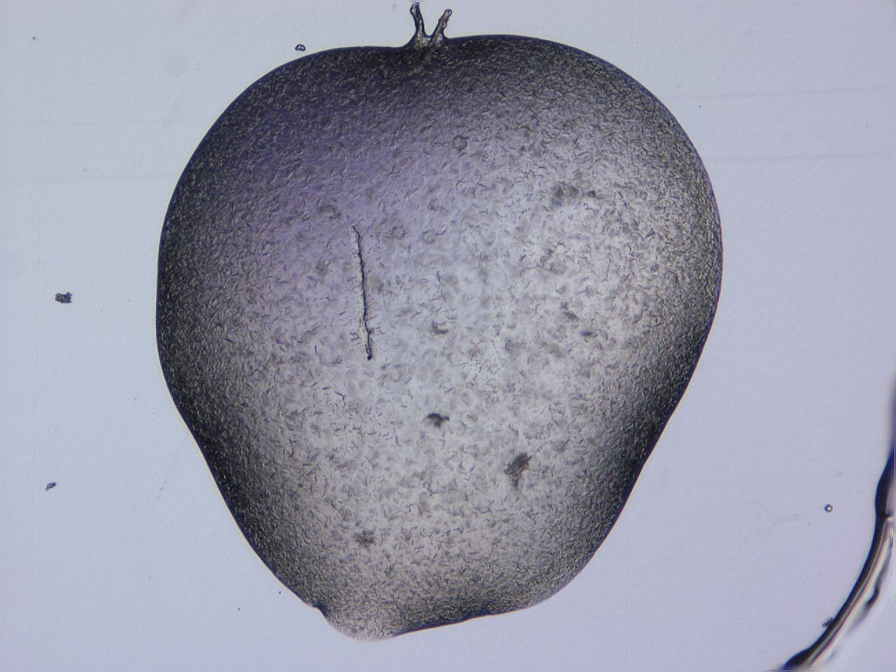 04gi_D5_ImagerDefaults_9.jpg