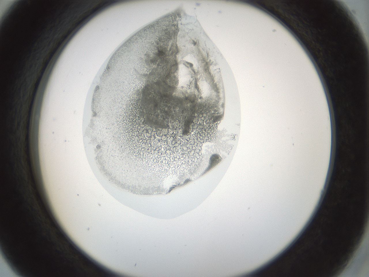 folderID986_plateID986_batchID1632_wellNum5_profileID1_d2_r39363_ef.jpg