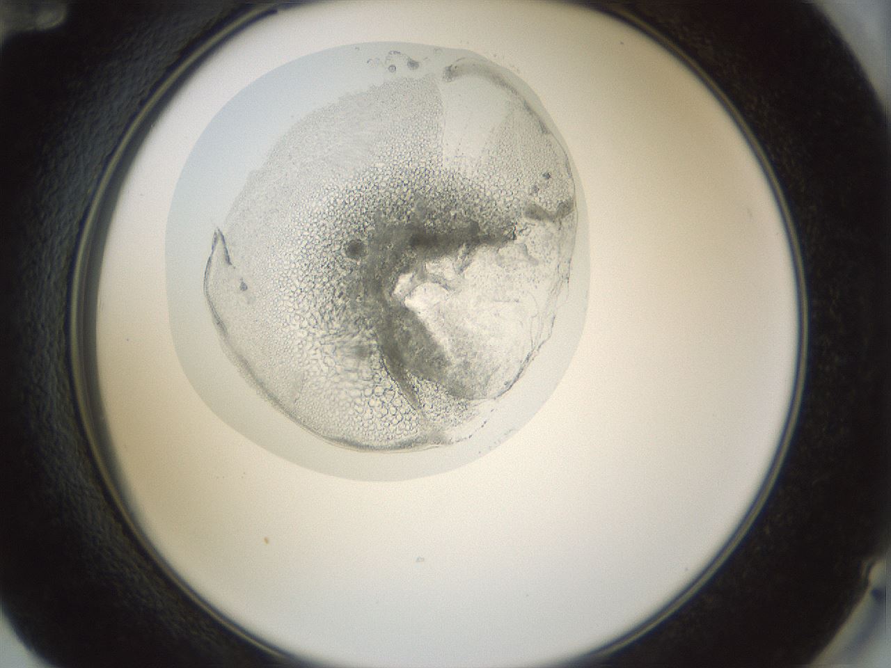 folderID986_plateID986_batchID1632_wellNum72_profileID1_d2_r39497_ef.jpg