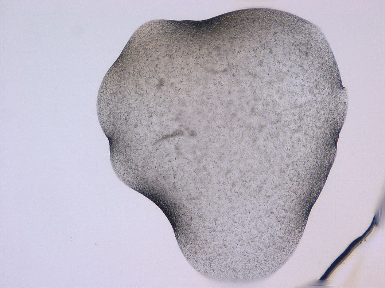 04gi_D7_ImagerDefaults_9.jpg