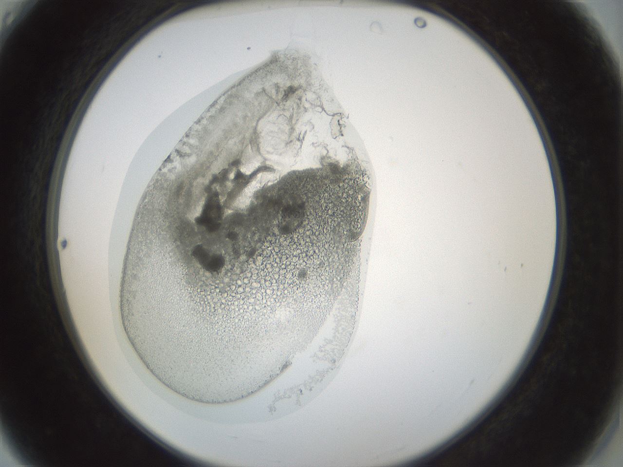folderID986_plateID986_batchID1696_wellNum4_profileID1_d2_r39361_ef.jpg