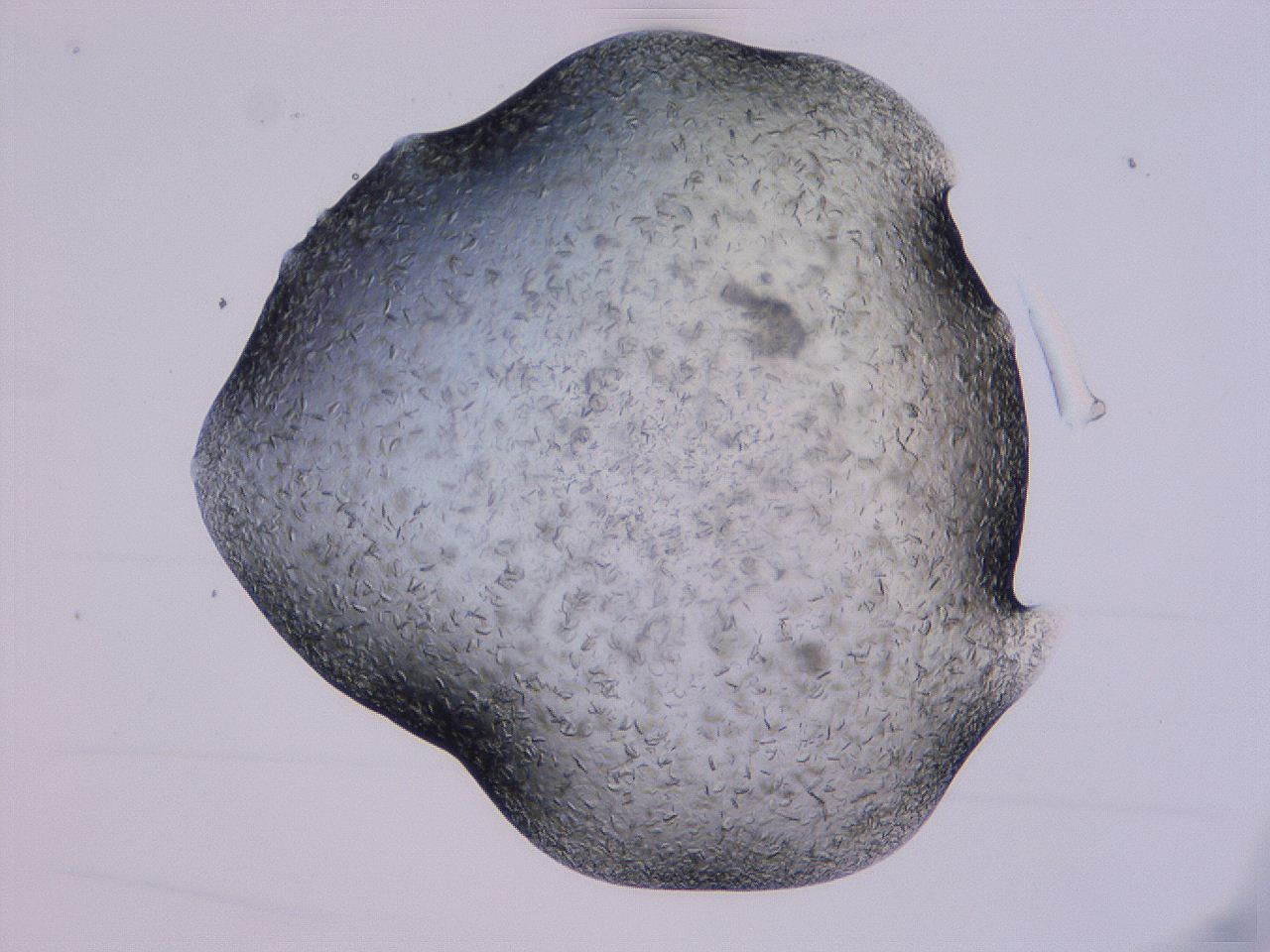 04gi_D12_ImagerDefaults_9.jpg
