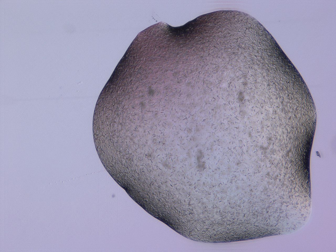 04gi_E6_ImagerDefaults_9.jpg