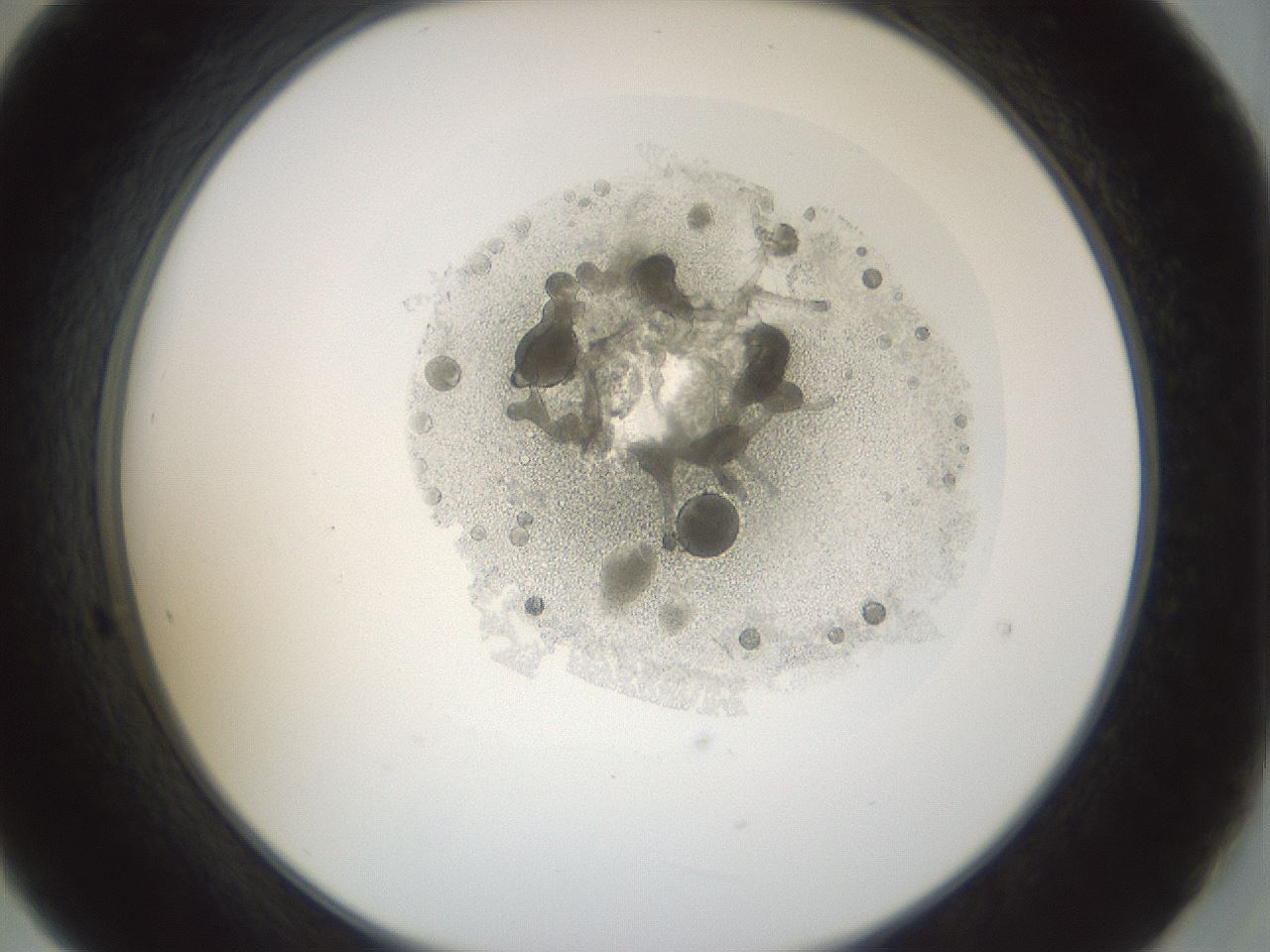 folderID987_plateID987_batchID1482_wellNum21_profileID1_d2_r40355_ef.jpg