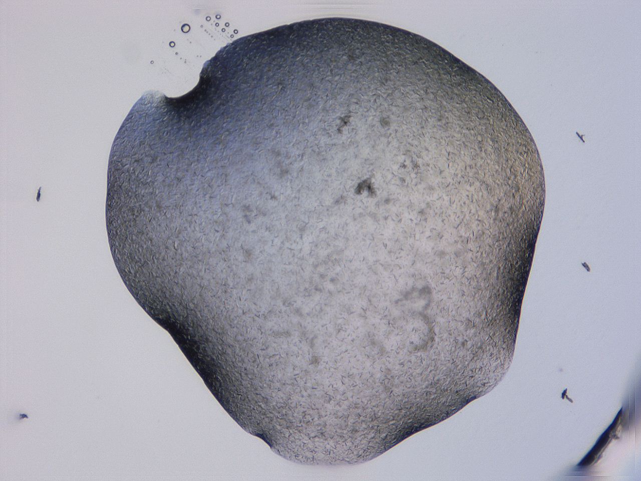 04gi_E8_ImagerDefaults_9.jpg