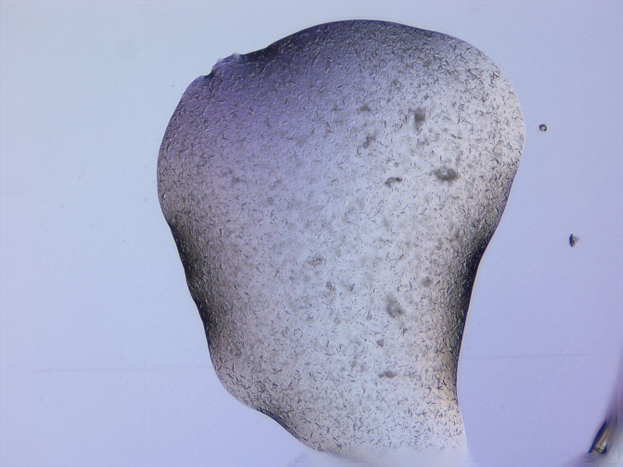 04gi_F6_ImagerDefaults_9.jpg