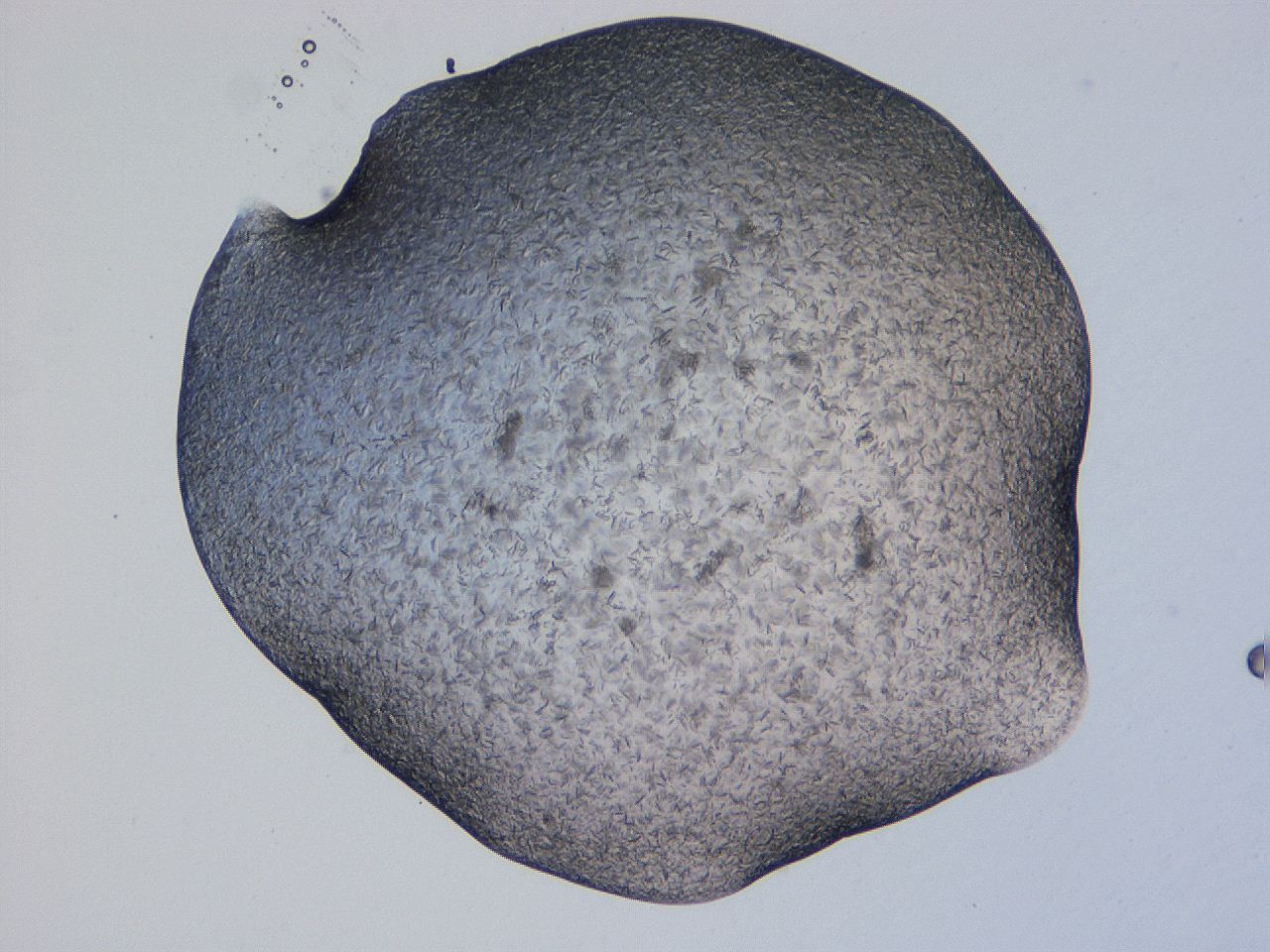 04gi_G1_ImagerDefaults_9.jpg