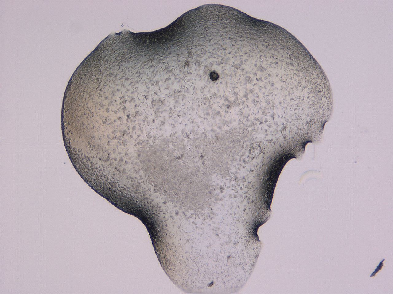 04gi_G4_ImagerDefaults_9.jpg