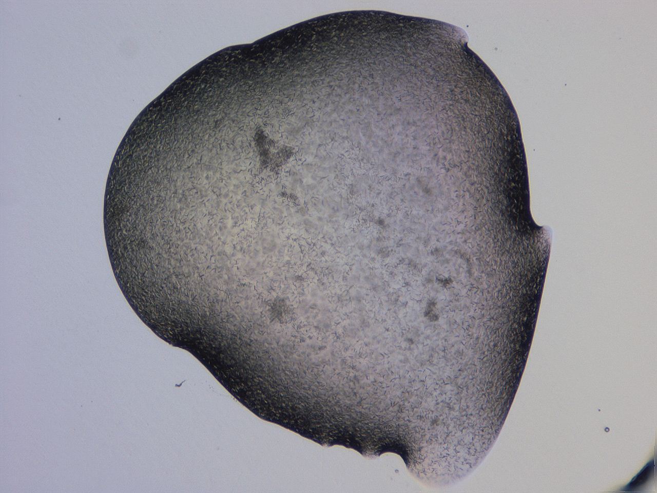 04gi_G12_ImagerDefaults_6.jpg