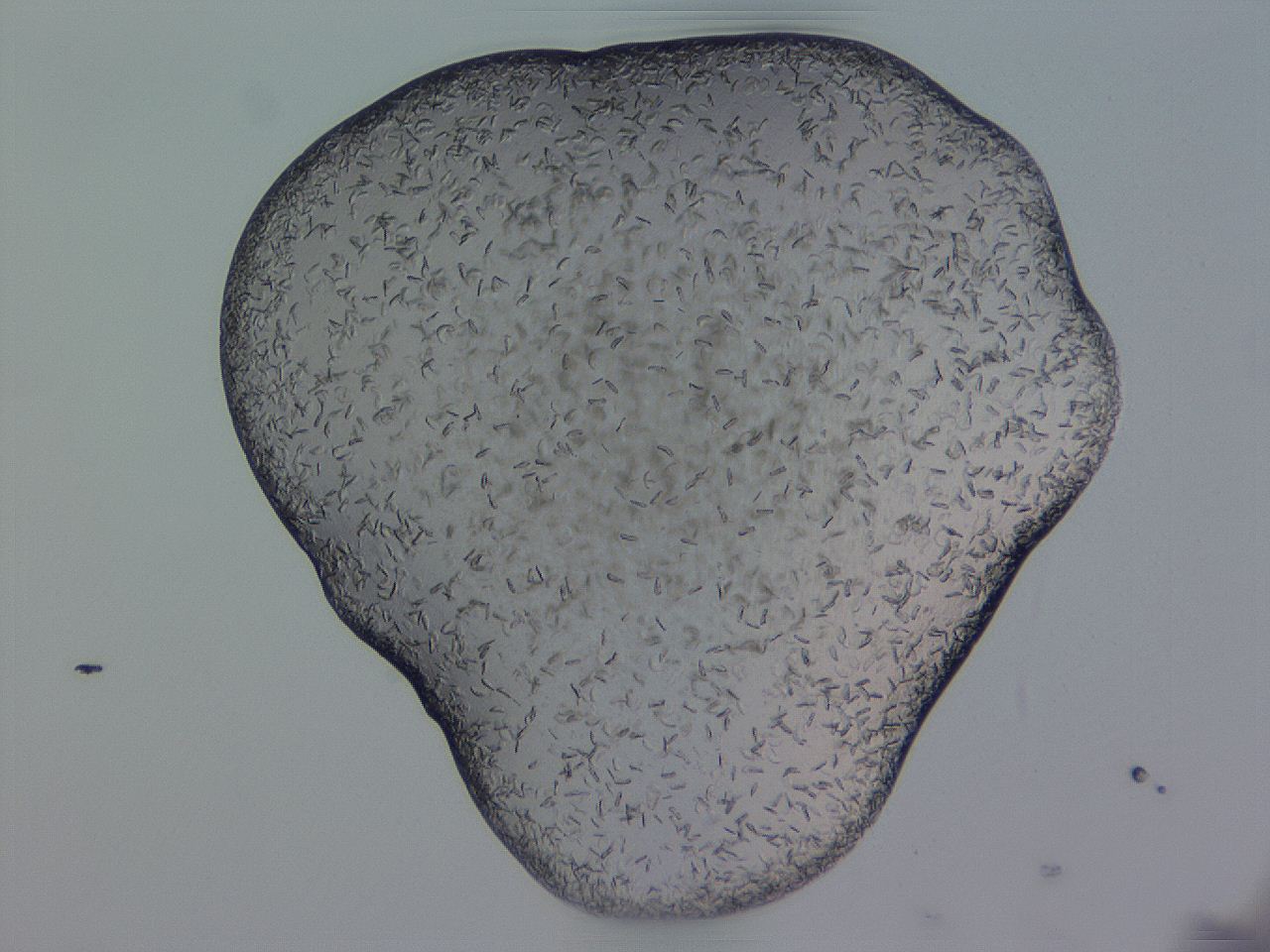 04gi_H11_ImagerDefaults_9.jpg